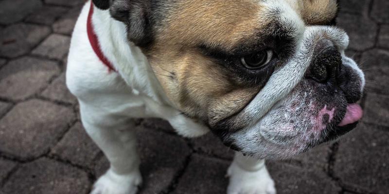 即时通讯系统如何安全迭代？深度解析灰度发布与AB测试在搜索IM与在线客服系统的核心策略